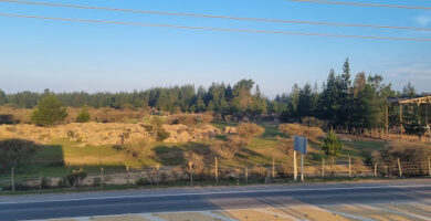 FORESTAL SANTA ROSA