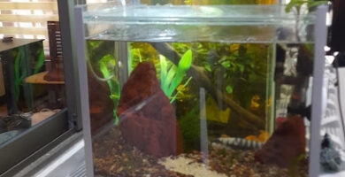 Acuario Cauquenes